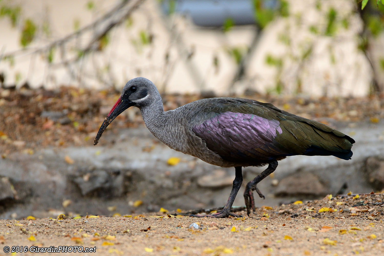 Ibis hagedash