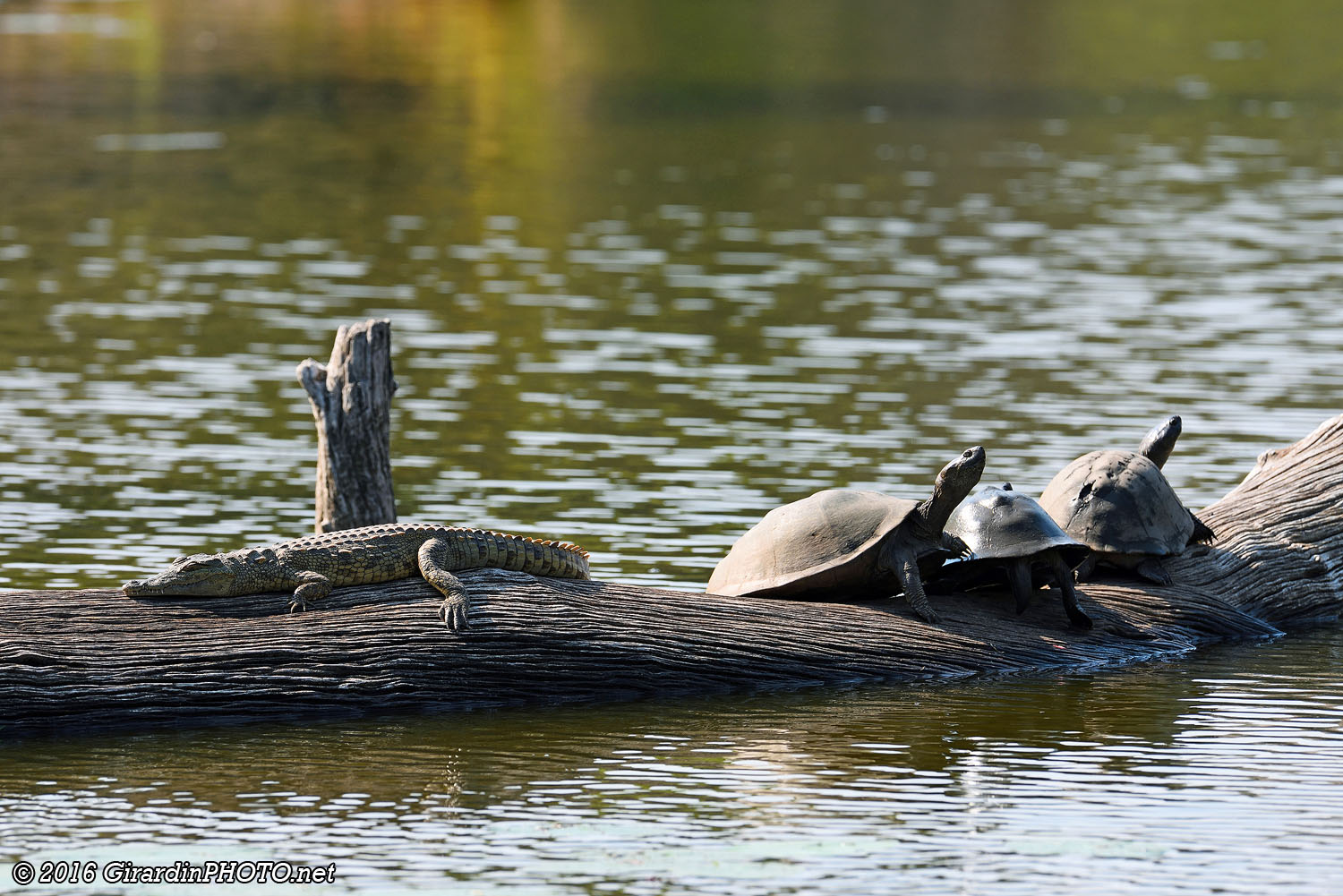 Bébé crocodile du Nil et tortues (pelomeduse roussâtre)