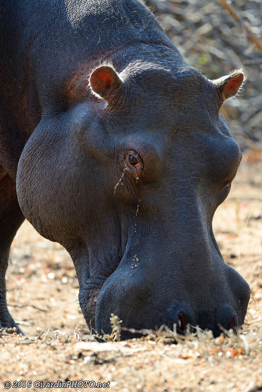 Hippopotame