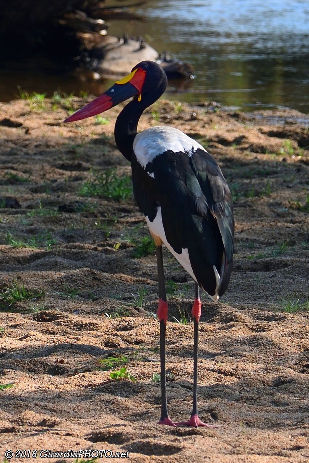 Jabiru du Sénégal
