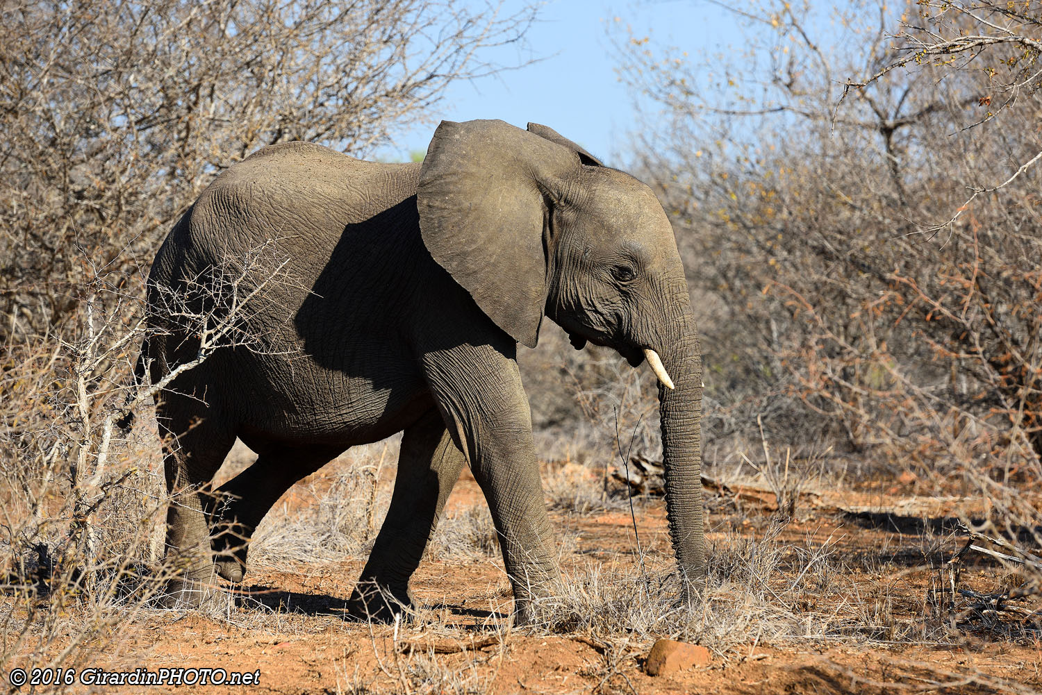 Jeune éléphant