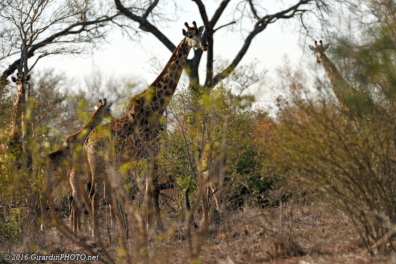 Girafes