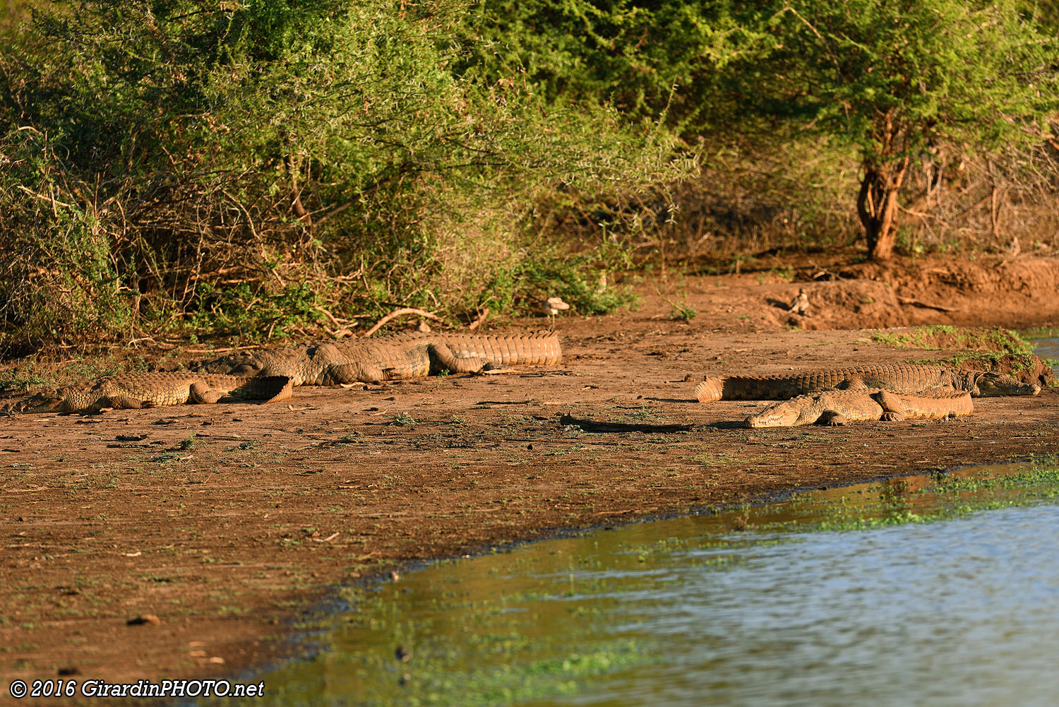 Crocodiles du Nil à Sunset Dam