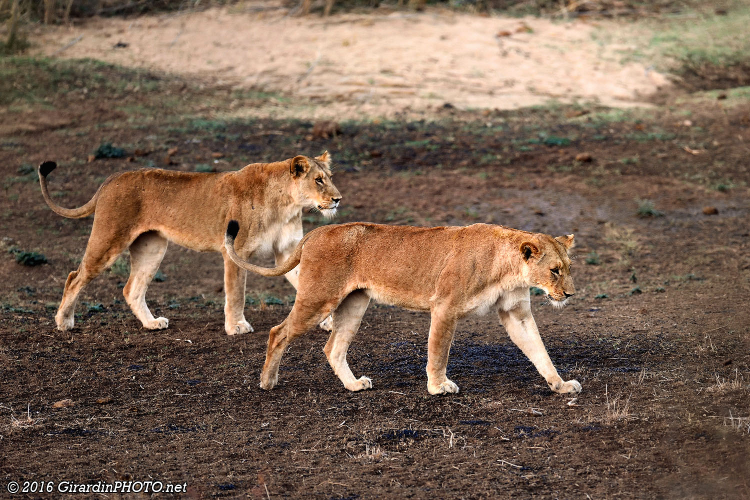 Deux belles lionnes