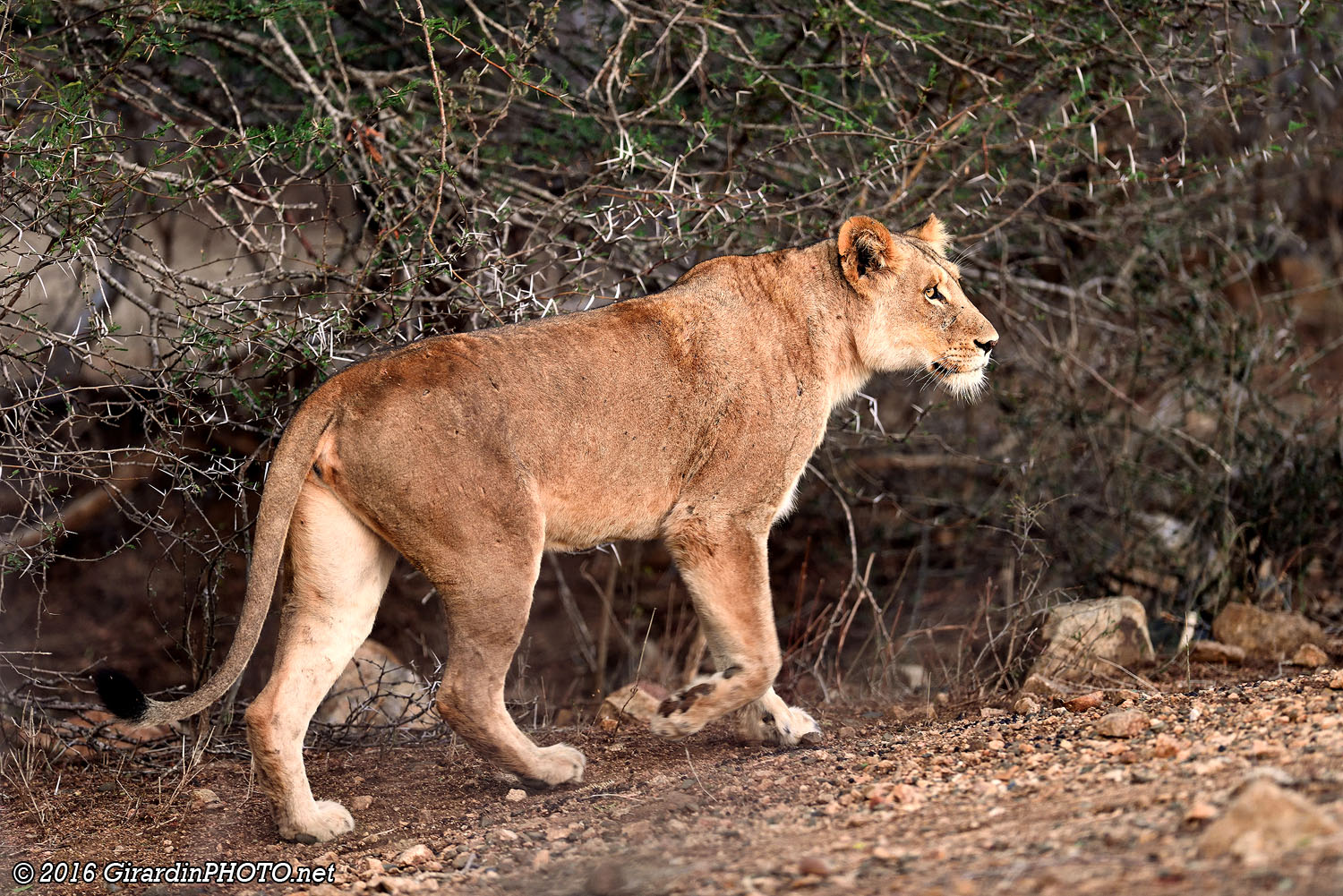 Cette lionne semble intimidée par le gigantesque amas de véhicules