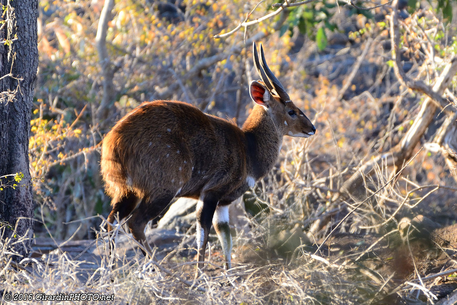 Guib harnaché (premier animal de la journée)