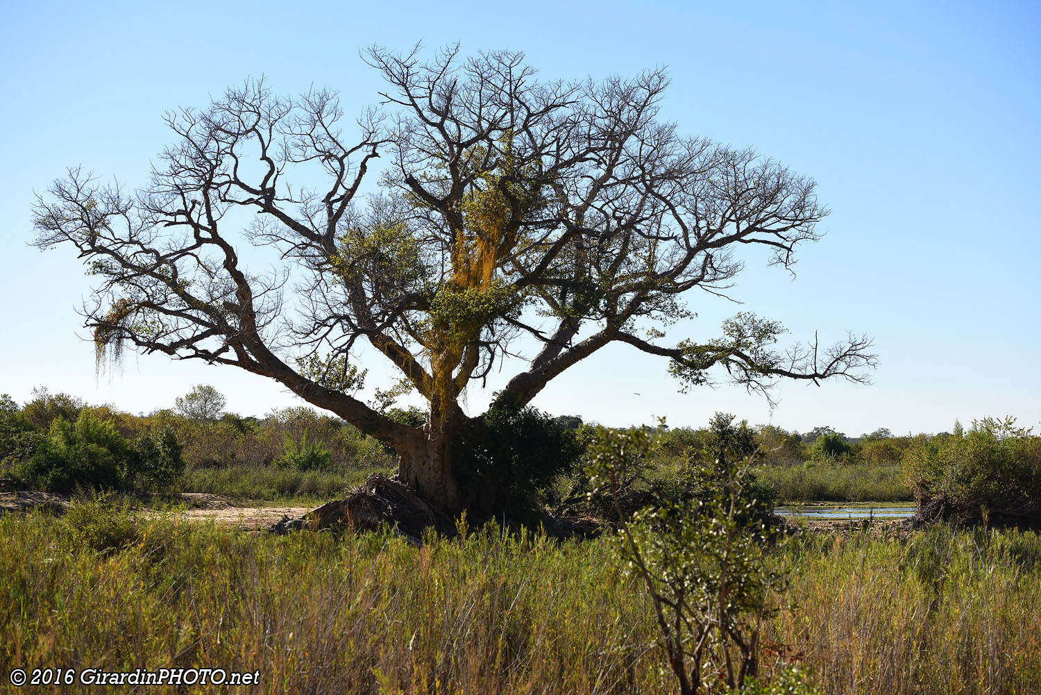Paysage le long de la Sabie River sur la tar road (H4-1)