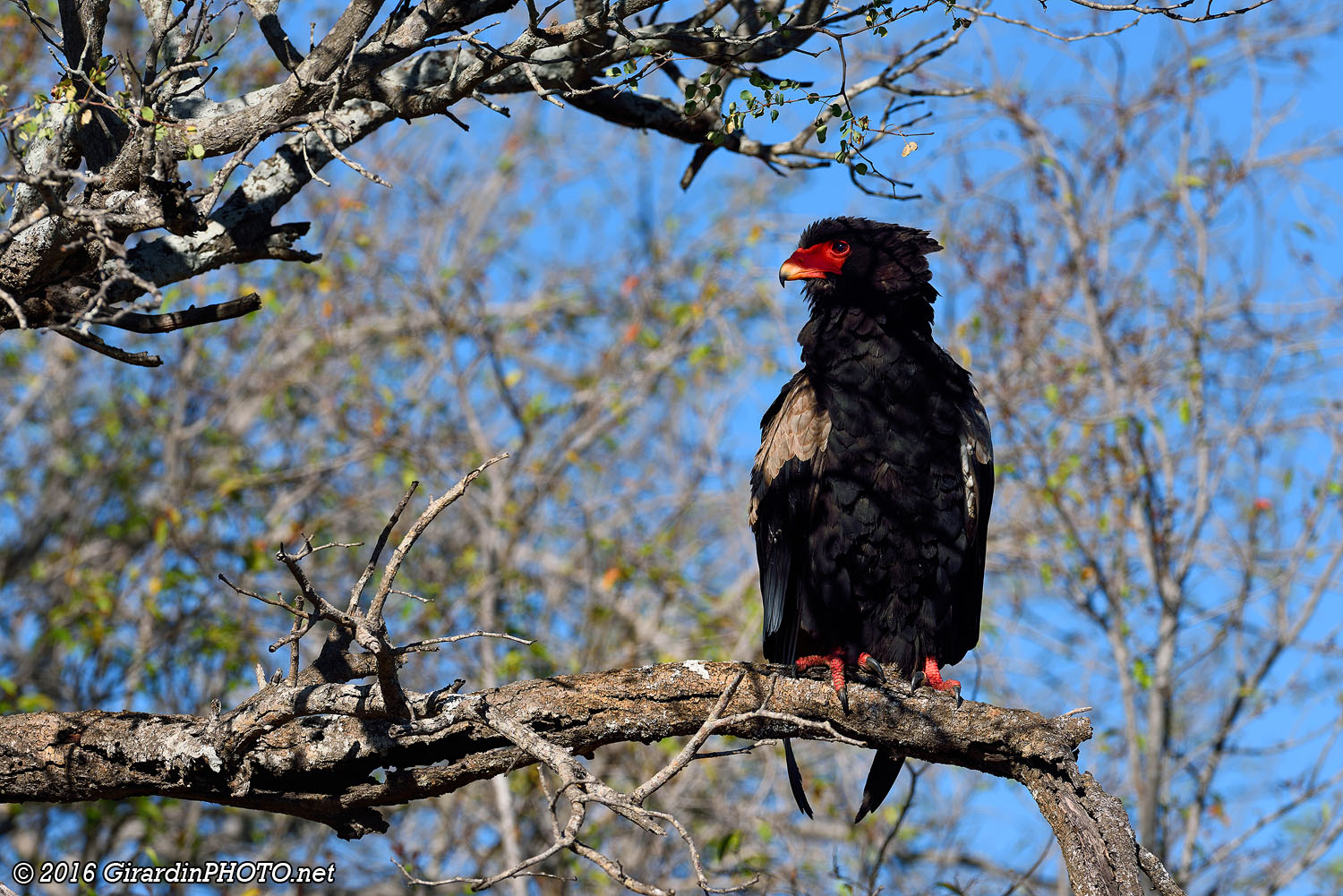 Aigle bateleur