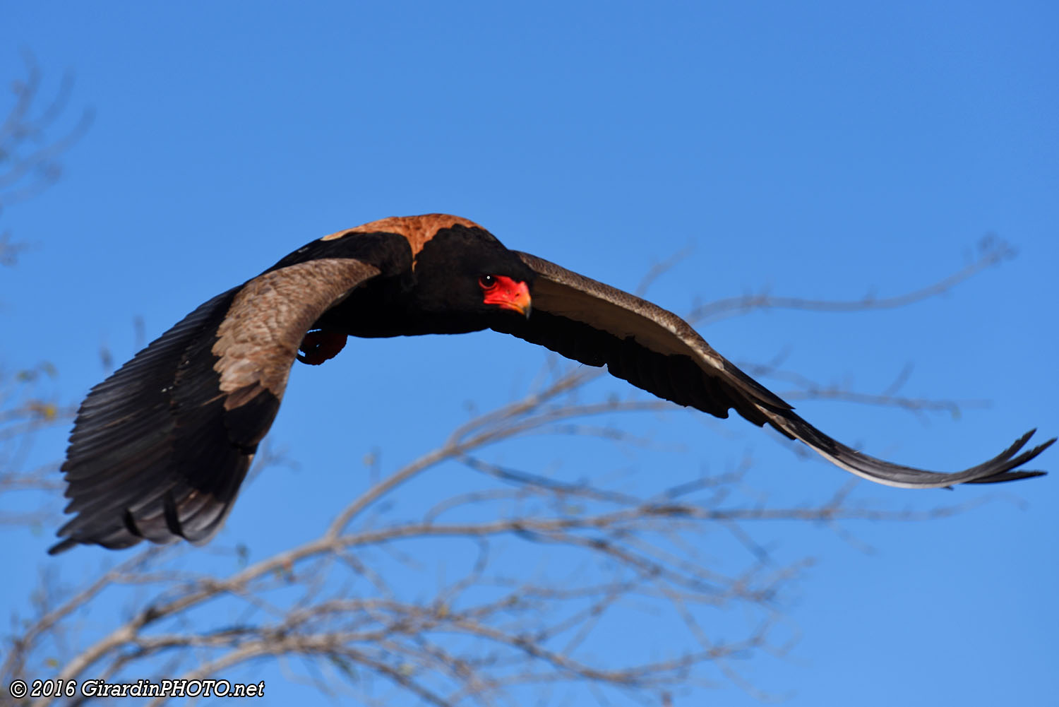 Aigle bateleur en plein vol