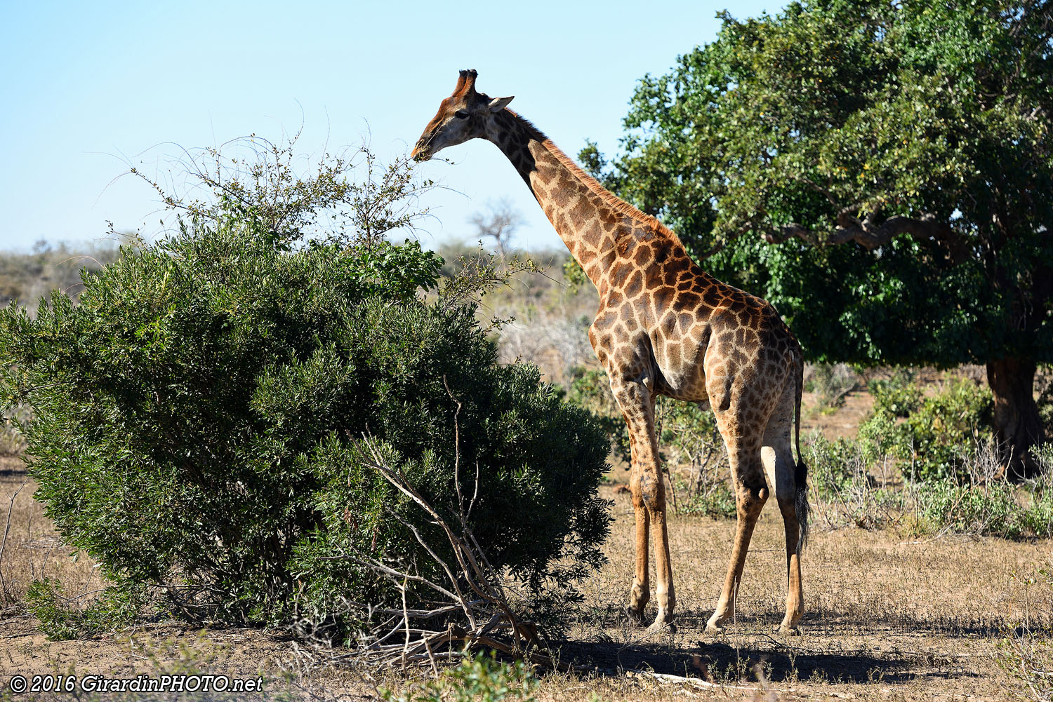 Girafe