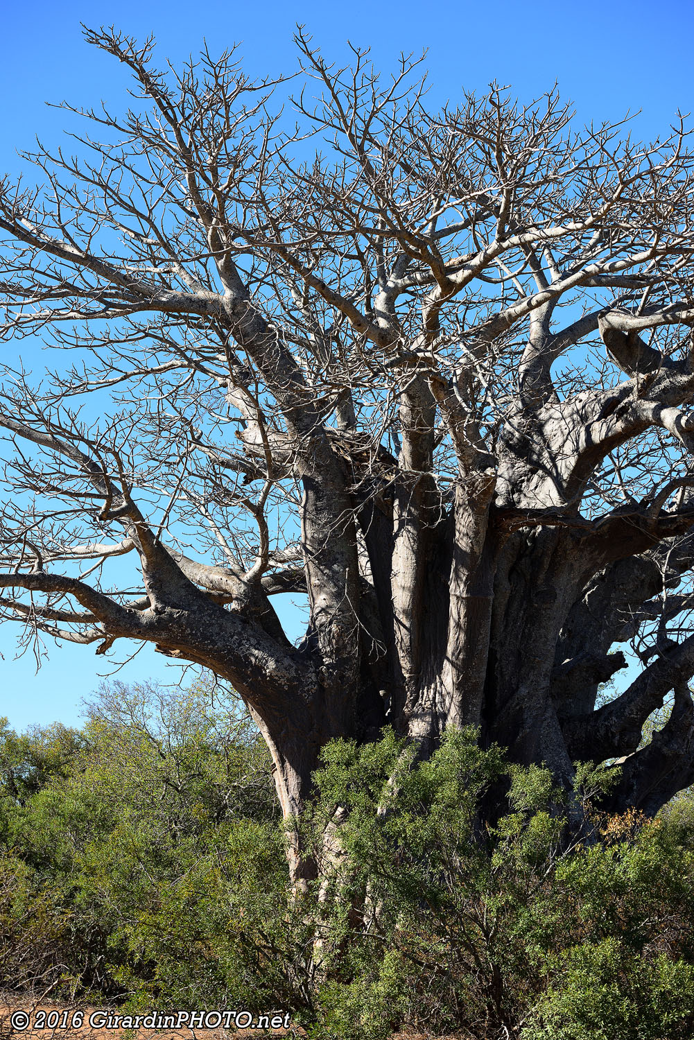 Southernmost Baobab Tree