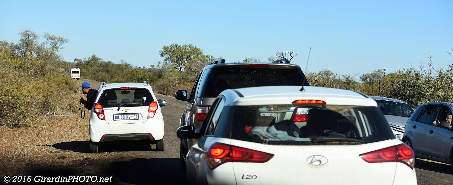Kruger wild life !
