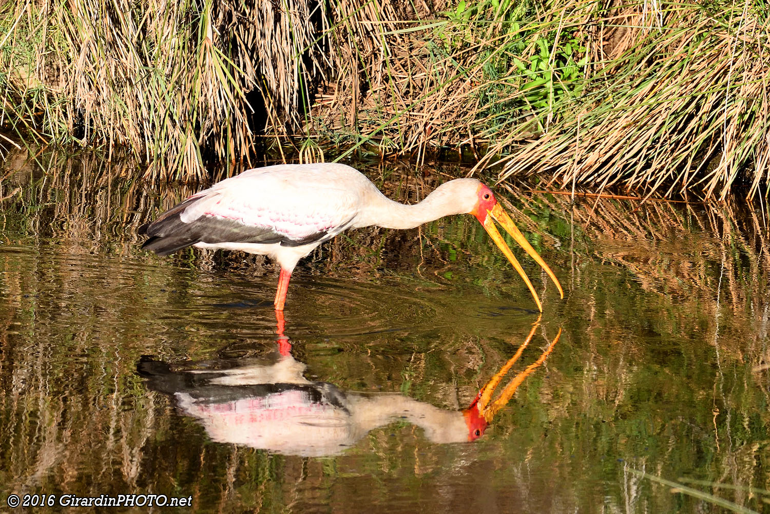 Tantale ibis