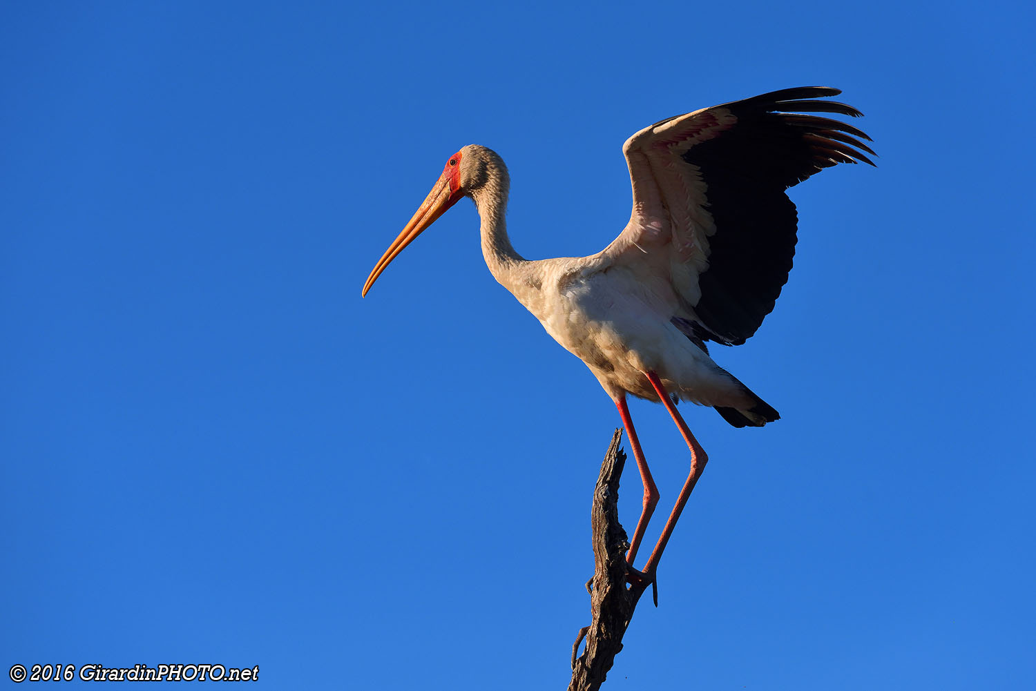 Tantale ibis