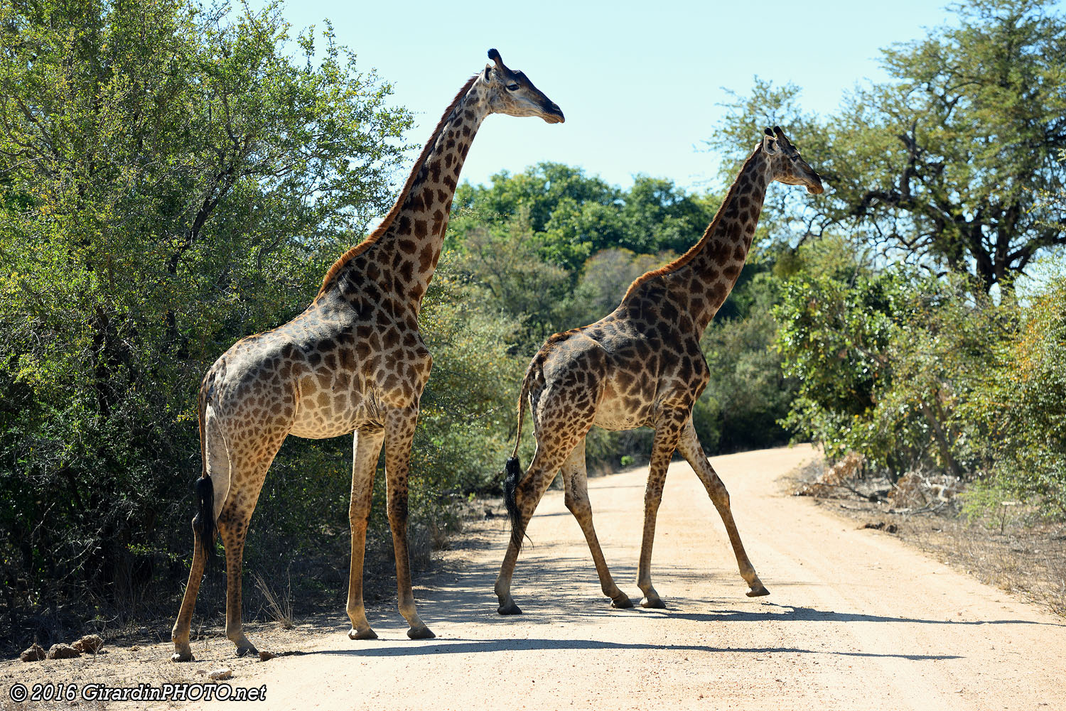 Girafes sur la sand road (S39)