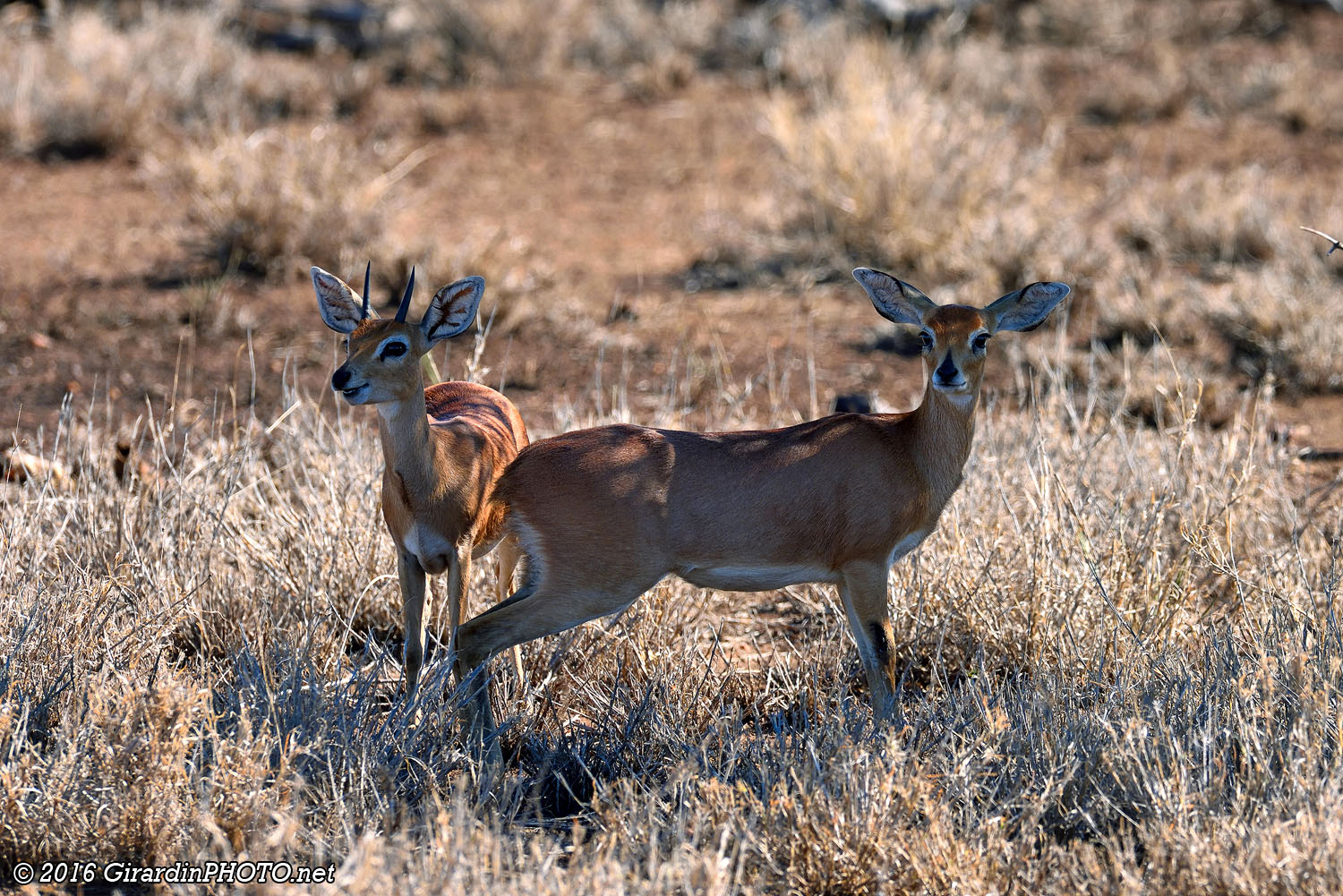 Couple de steenboks