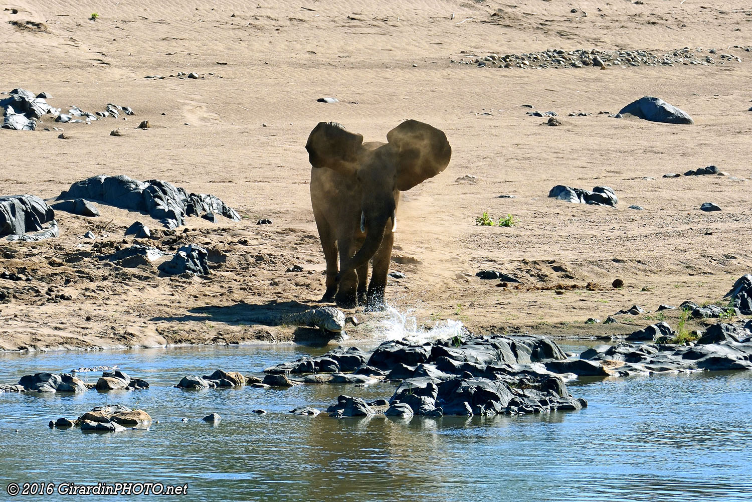 ... l'éléphant fait fuir les crocos !