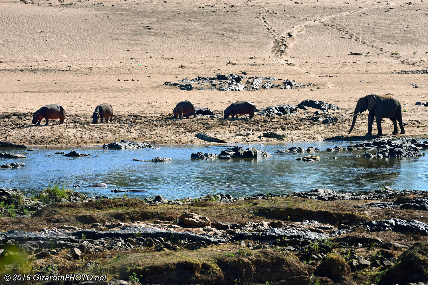 Vie sauvage au bord d'Olifants River