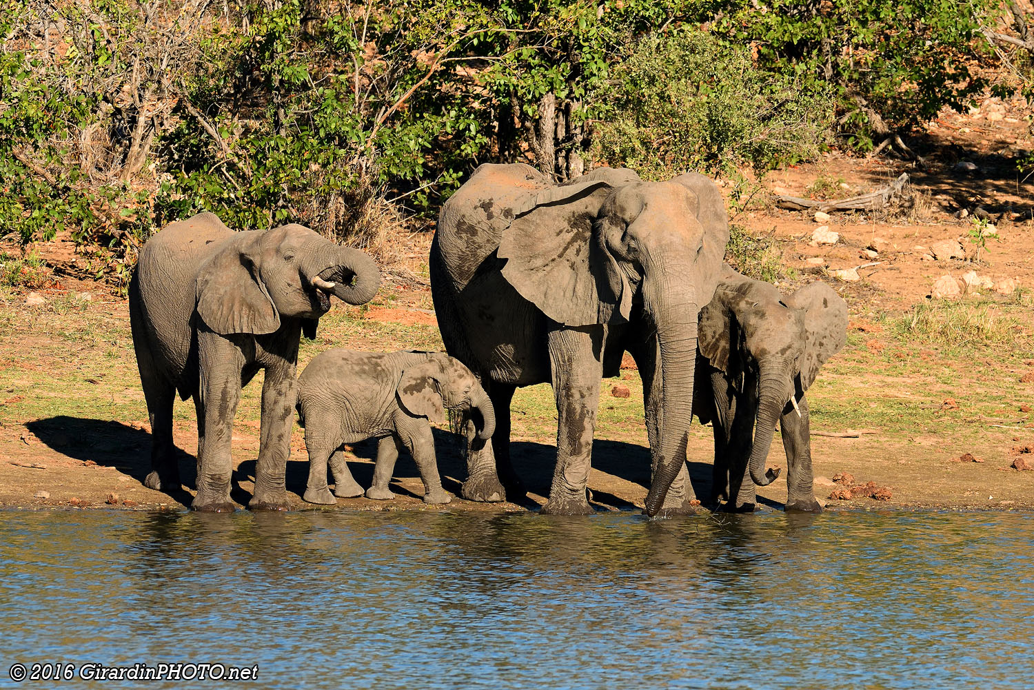 Éléphants à Nhlanganini Dam