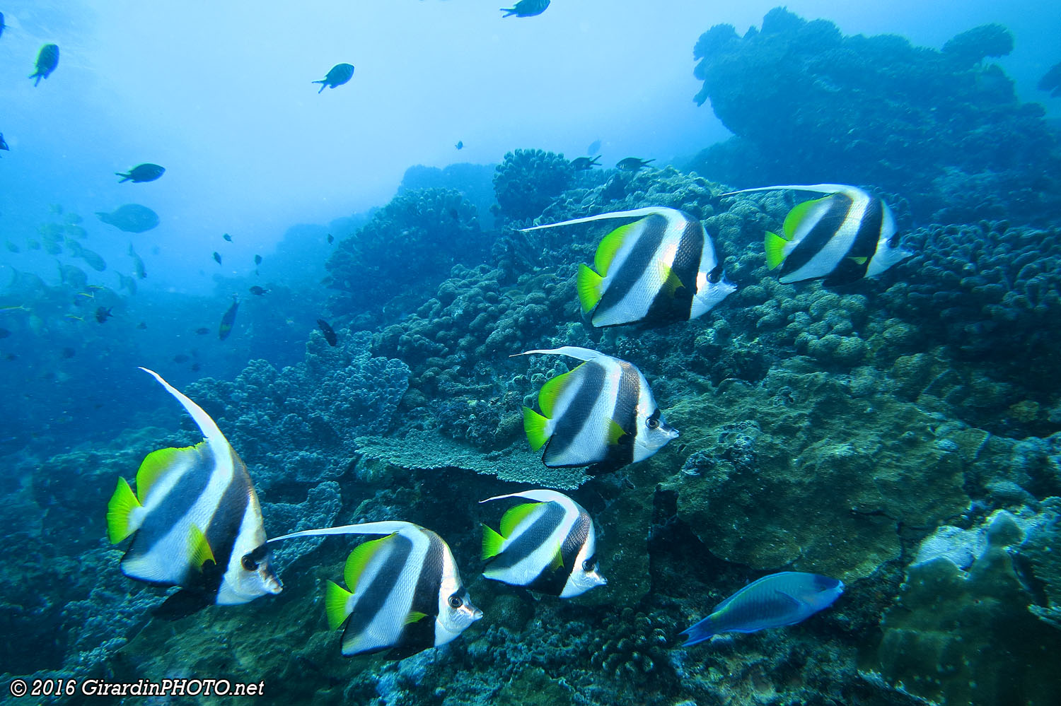 Poissons-cochers communs