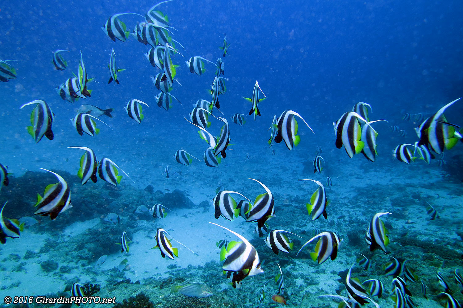 Banc de poissons-cochers communs