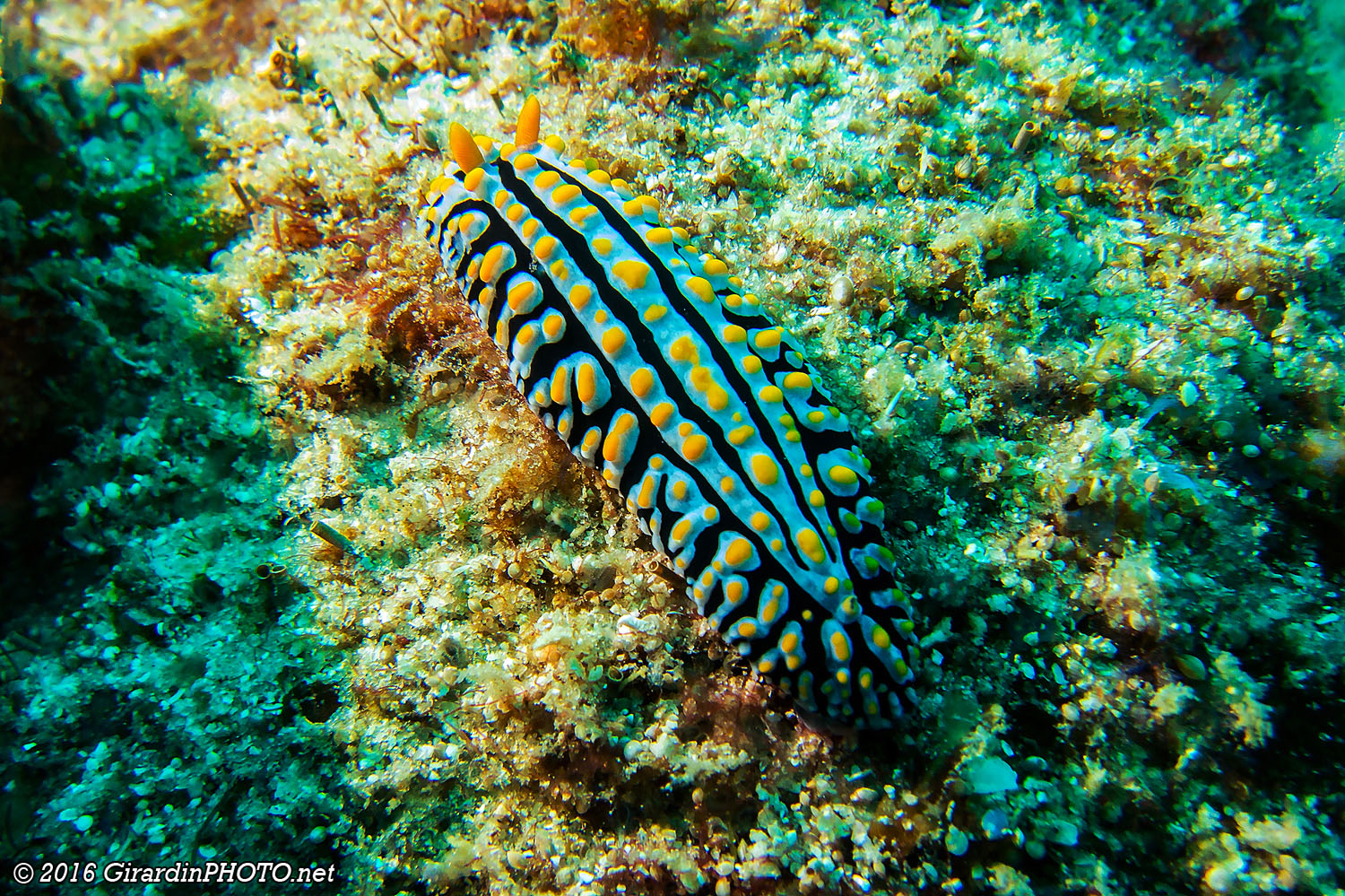 Phyllidie bleue