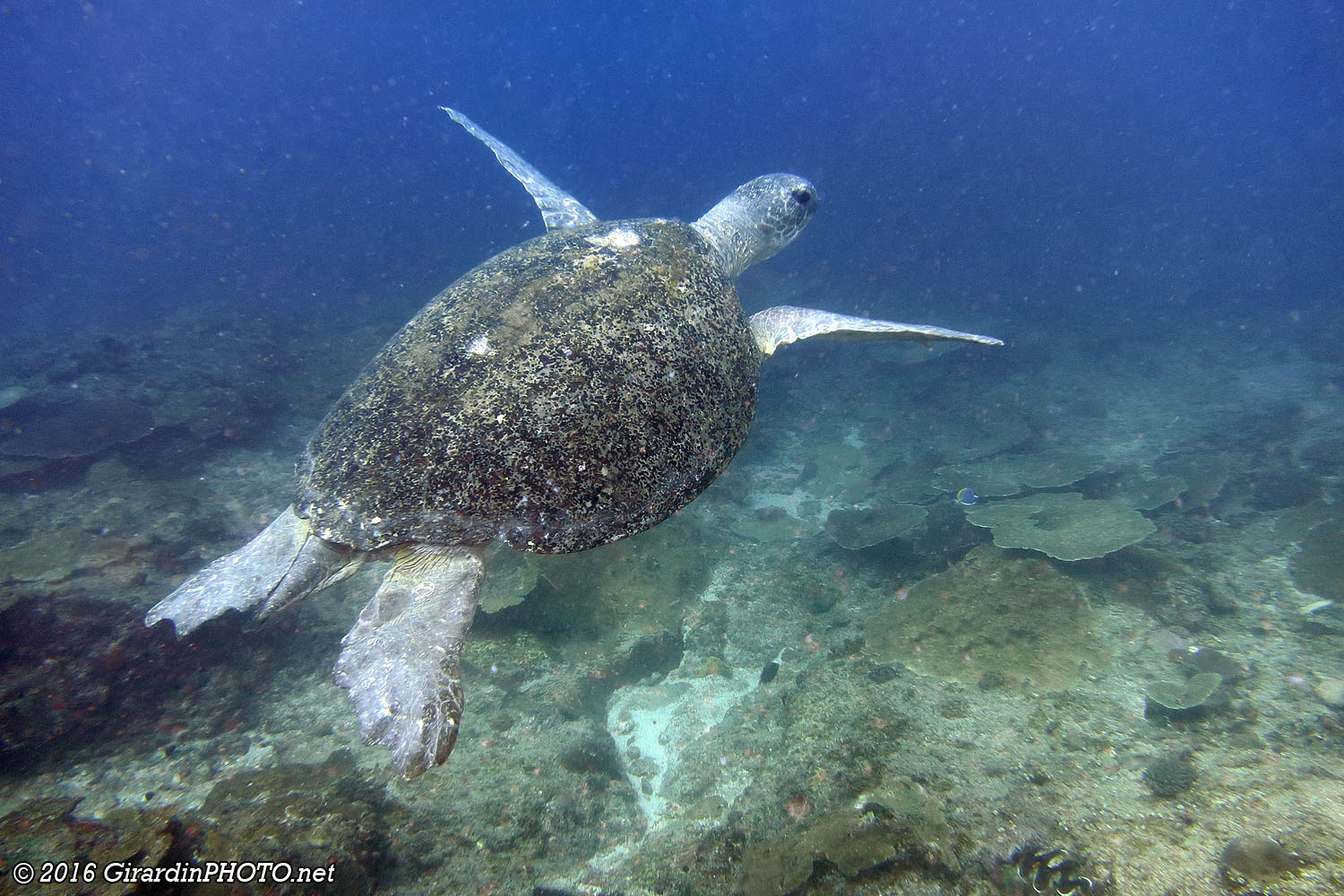 Enorme tortue verte