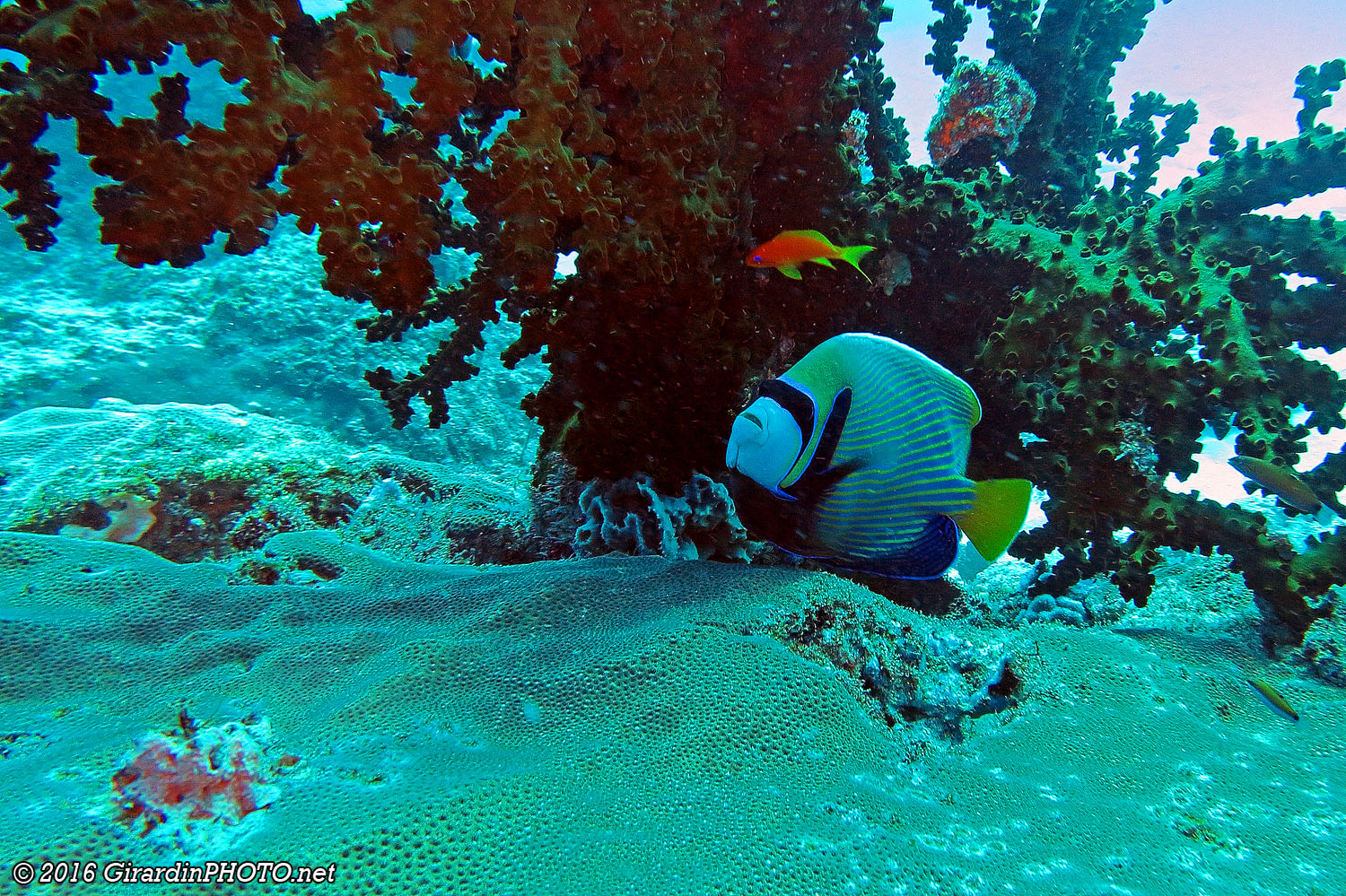 Poisson ange empereur