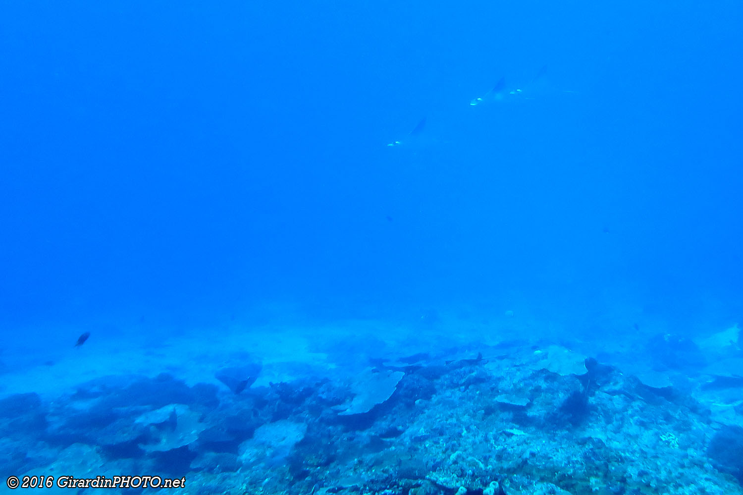 Devil rays