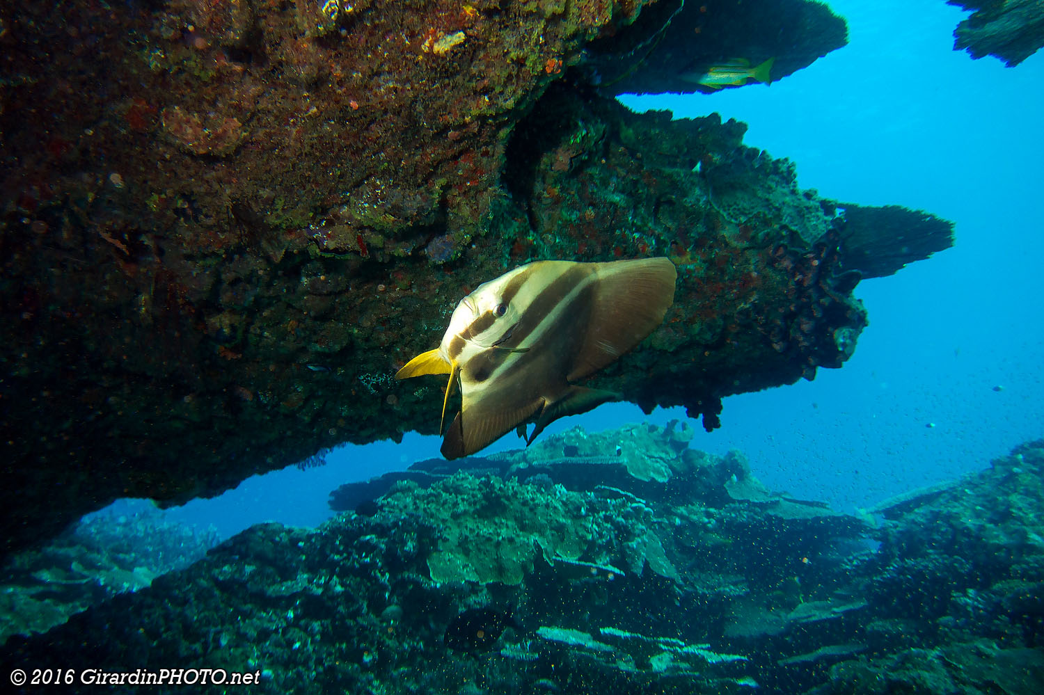Platax orbiculaire