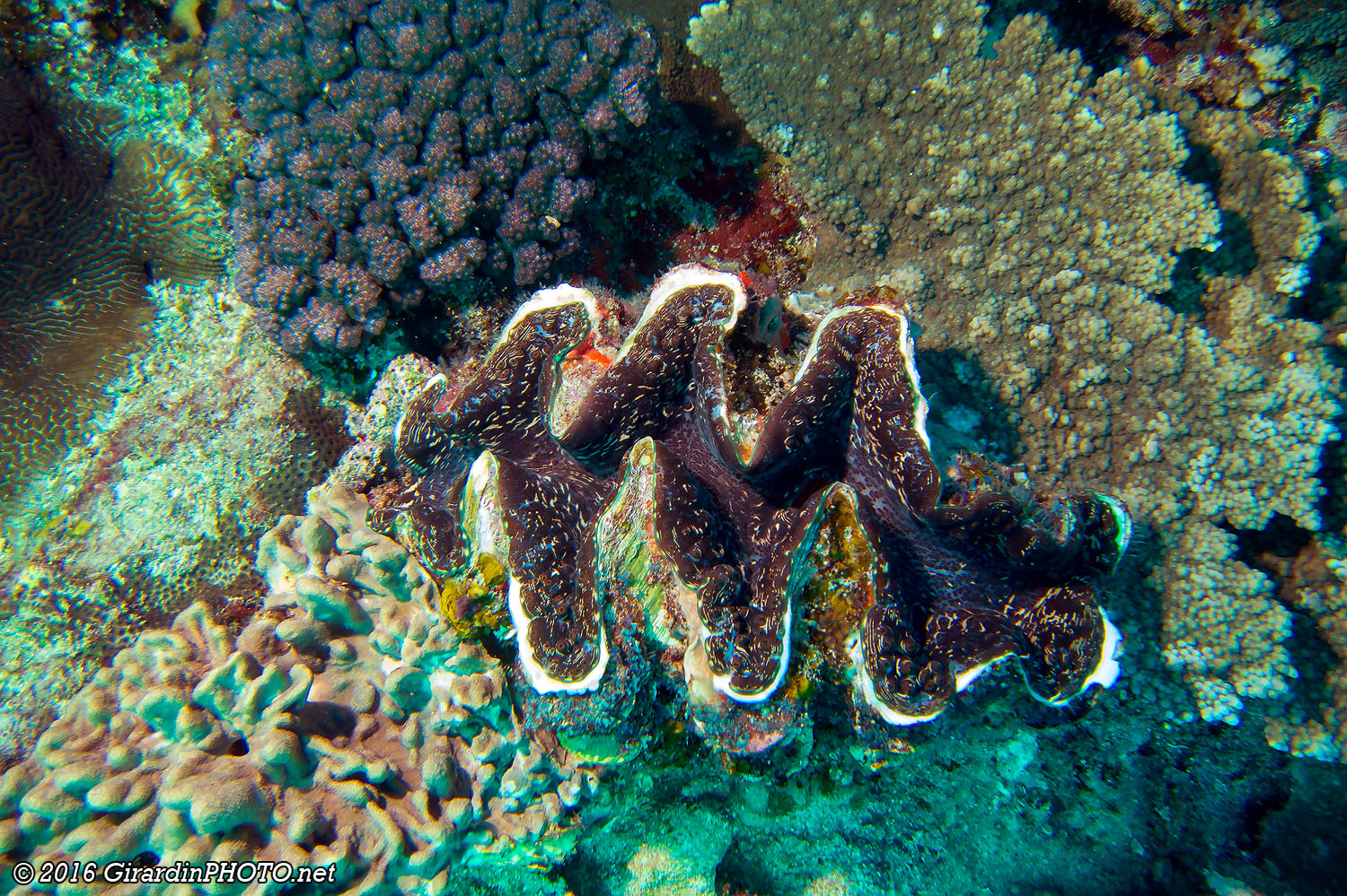 Bénitier géant