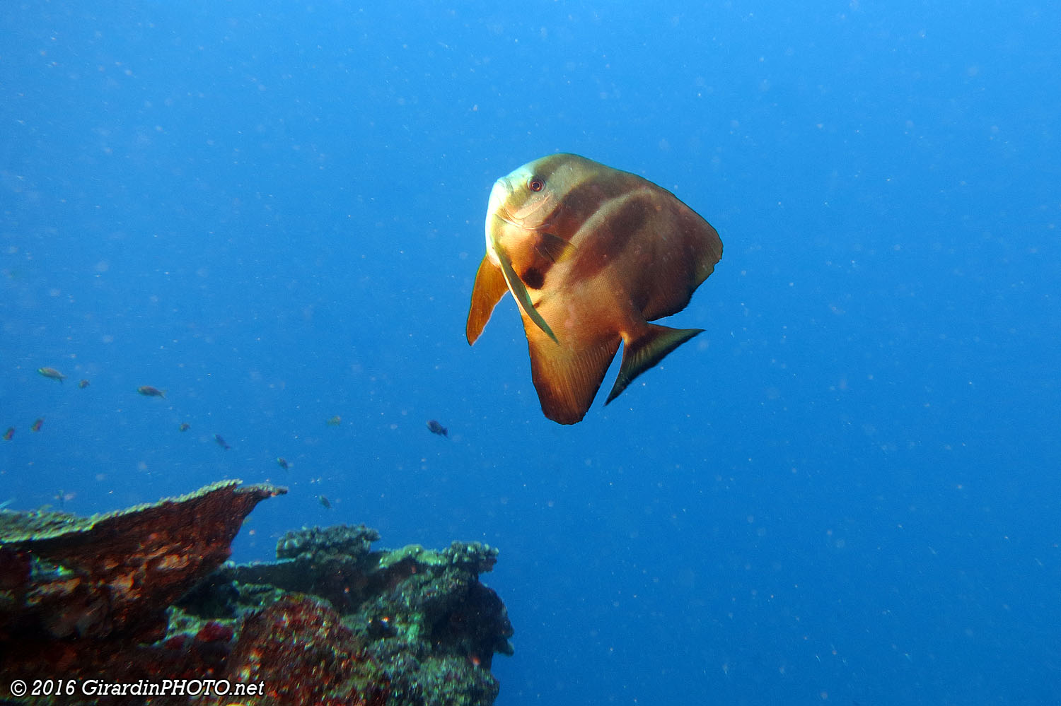 Platax orbiculaire