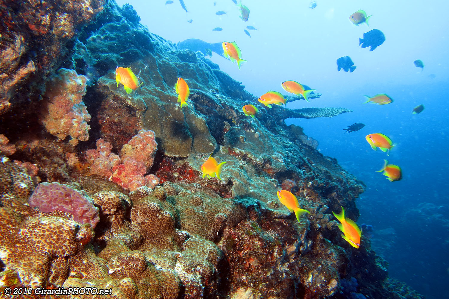 Jardin de corail et barbiers orange
