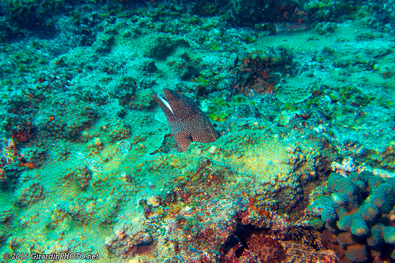 Murène à bouche blanche