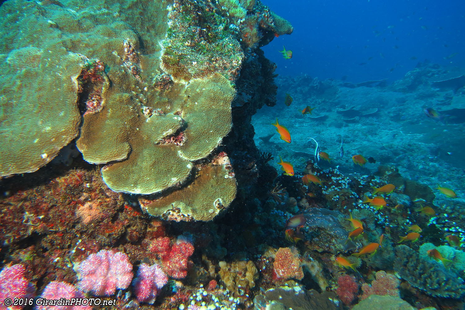 Jardin de corail et barbiers oranges