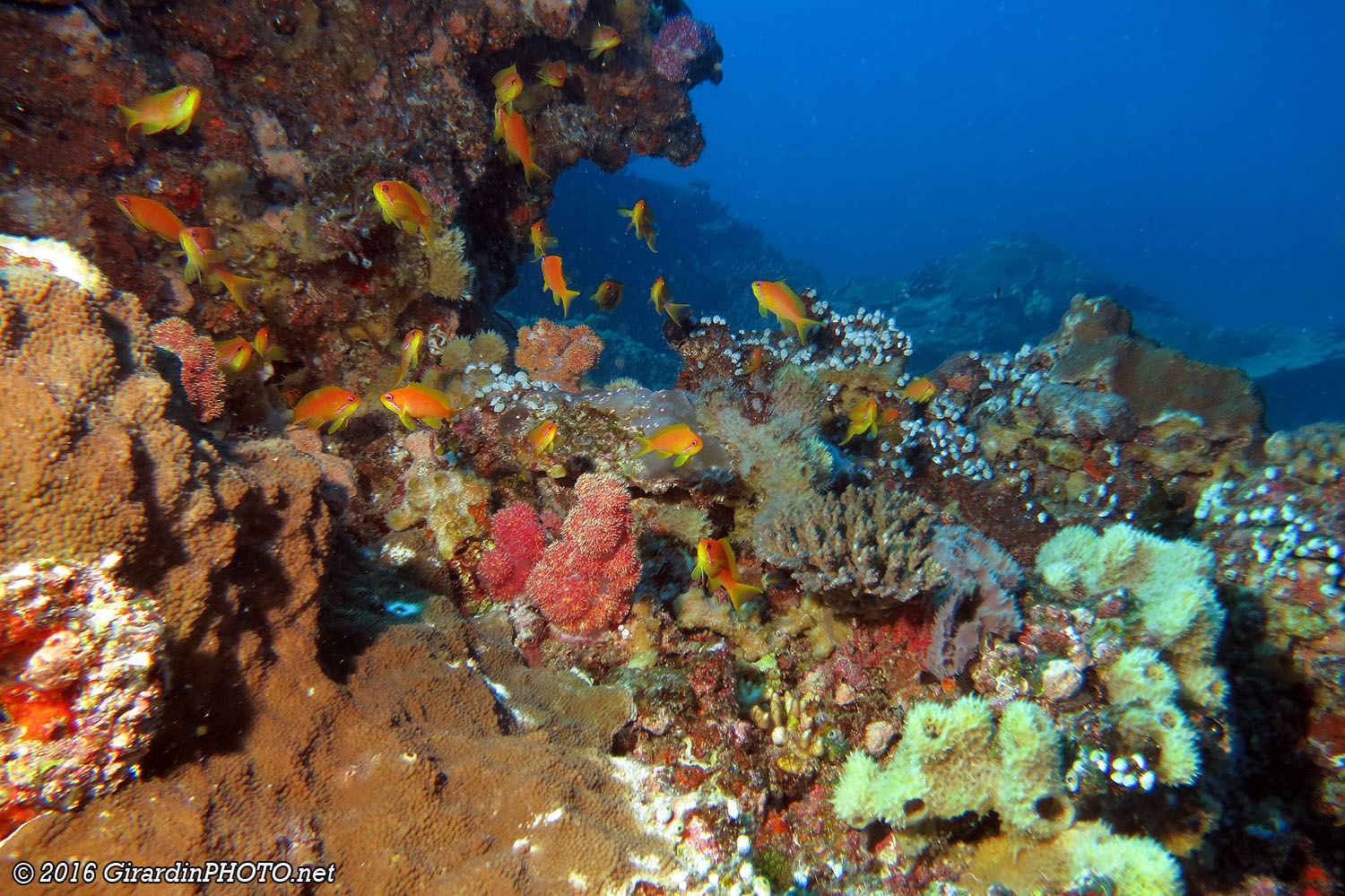 Jardin de corail et barbiers orange