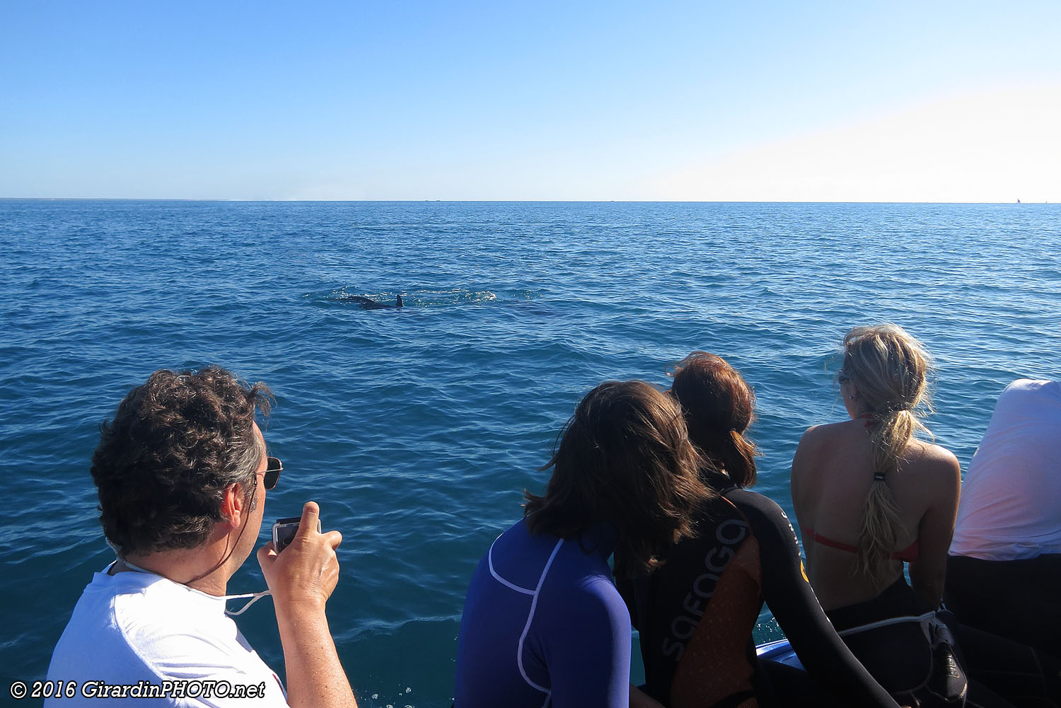 Dauphins à bâbord !