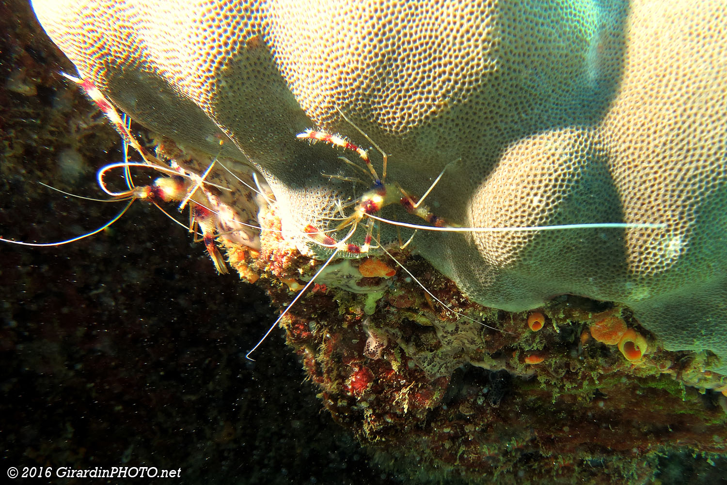 Crevettes nettoyeuses