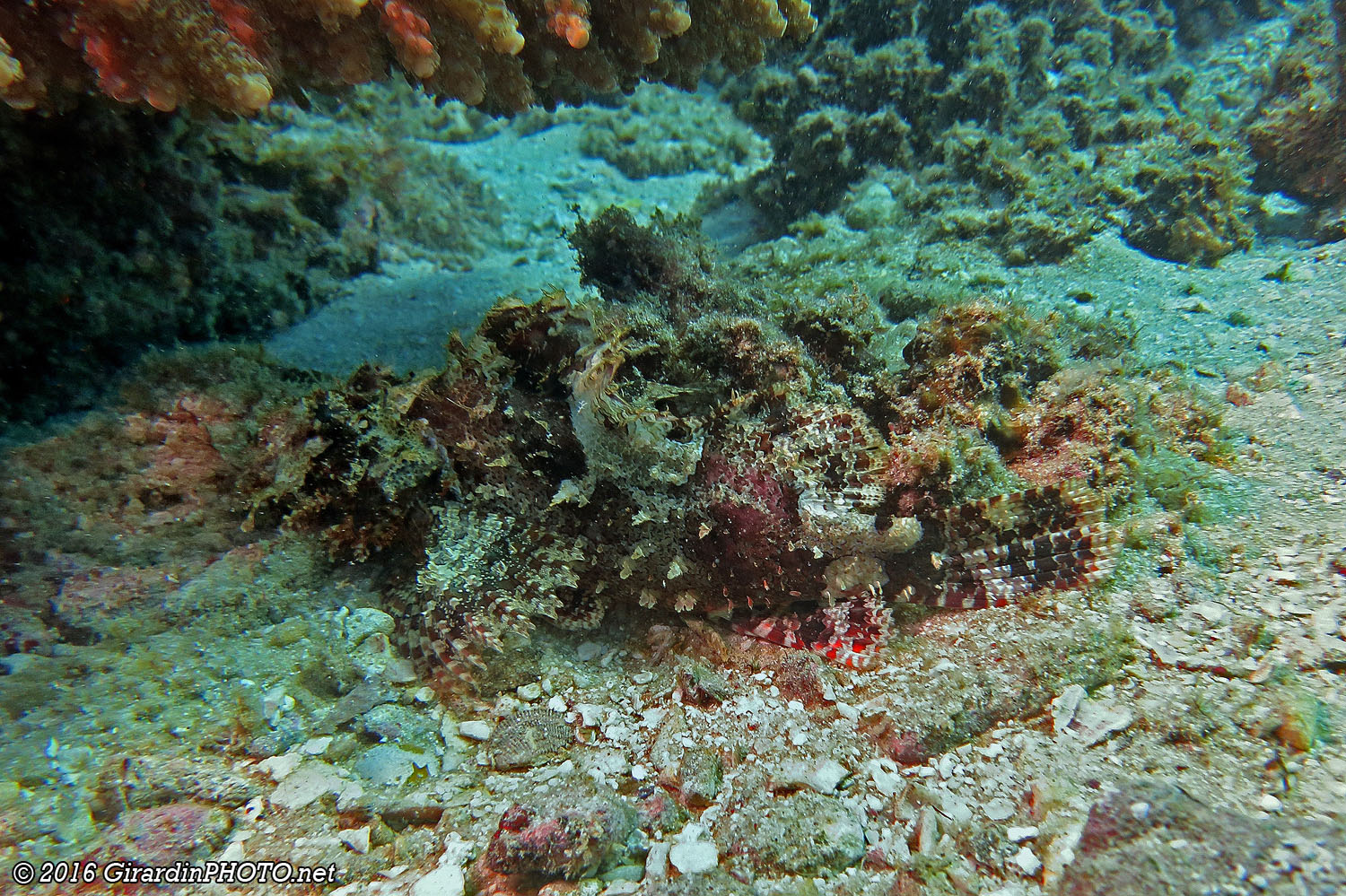 Poisson-scorpion à houppes