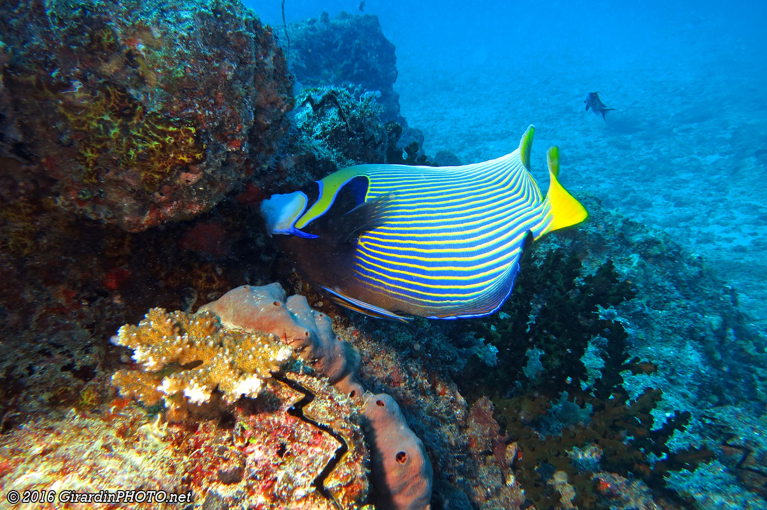 Poisson ange empereur