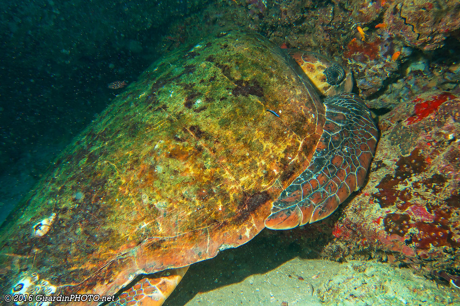 Tortue verte