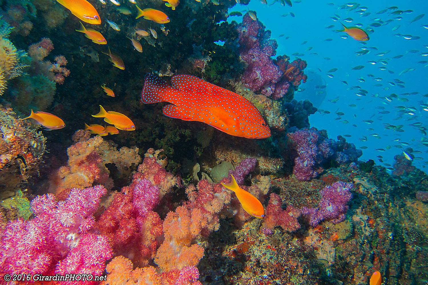 Magnifique jardin de coraux, barbiers oranges et mérou rouge