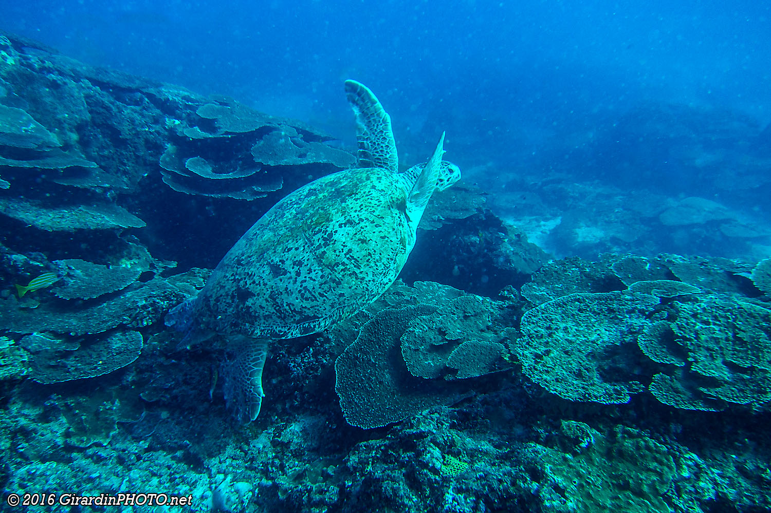 Et encore une tortue verte