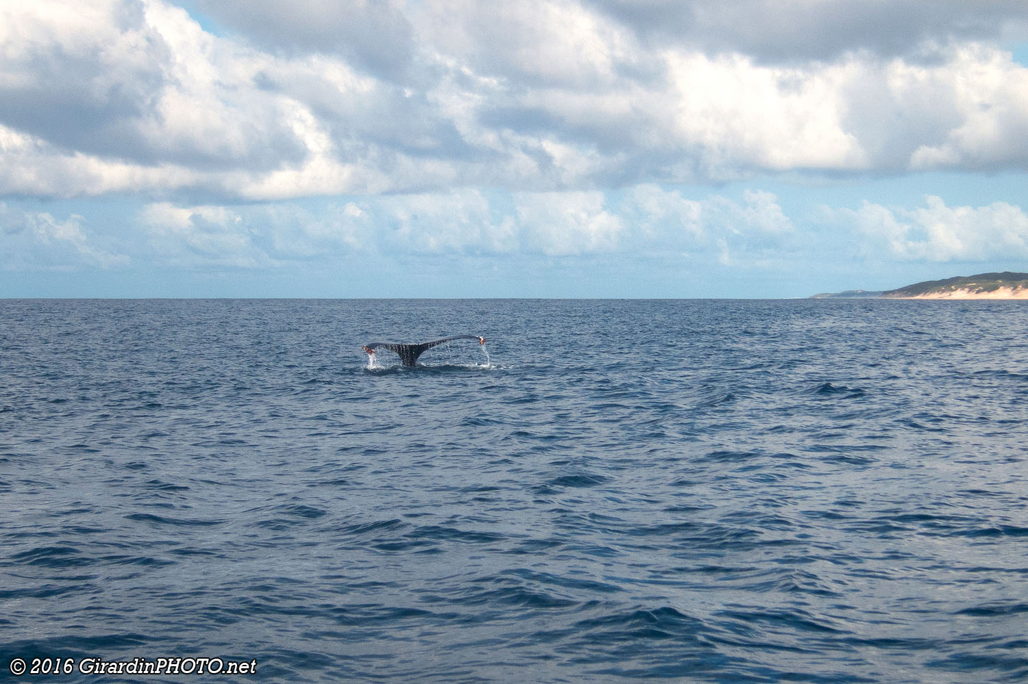 Baleine à bosse
