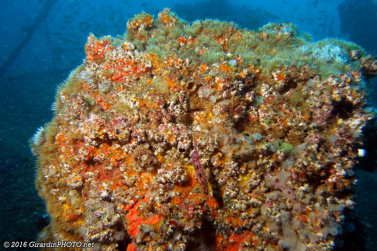 Détail du Rio Sainas