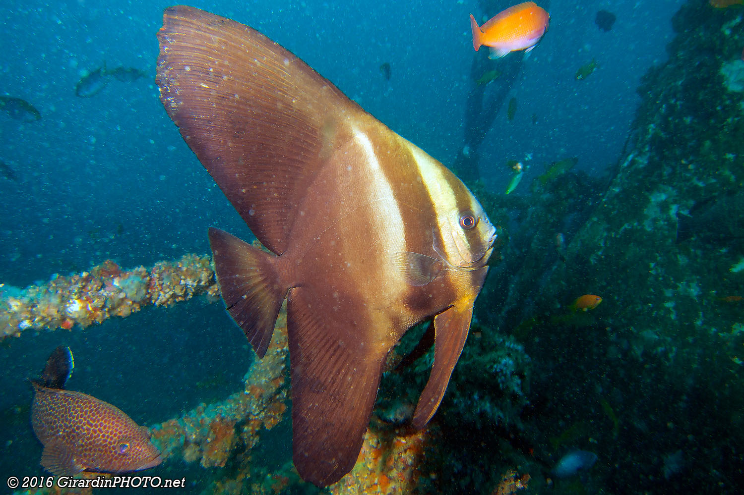 Platax orbiculaire
