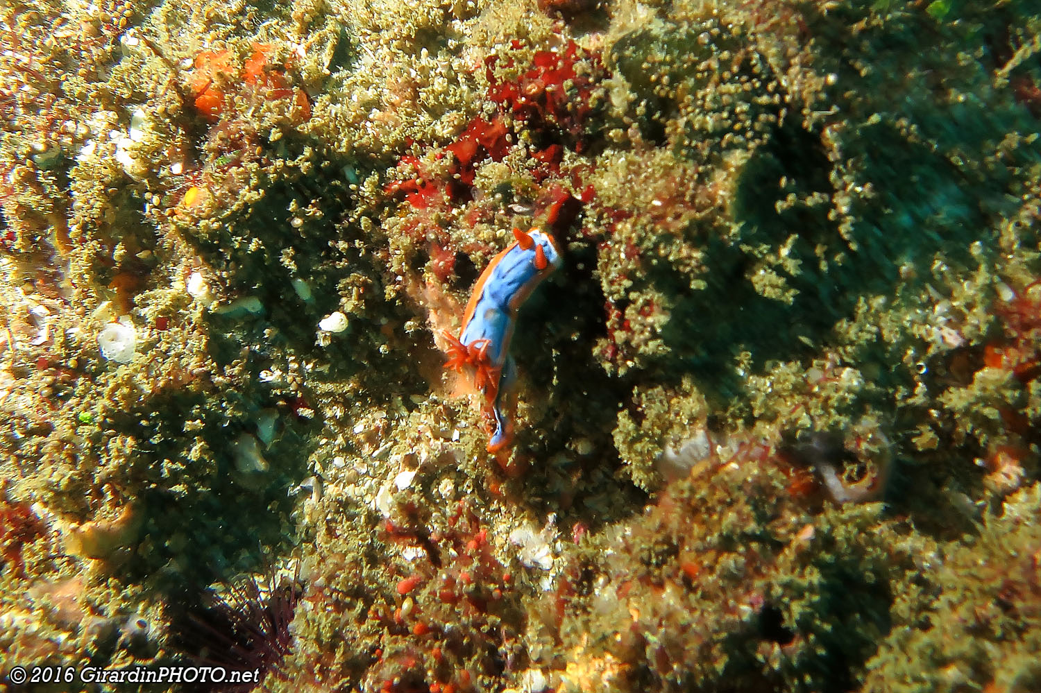 Nudibranche
