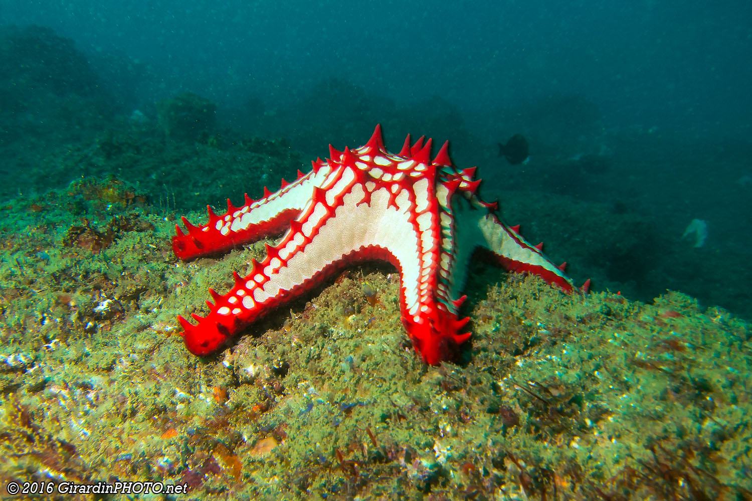 Étoile de mer à cornes