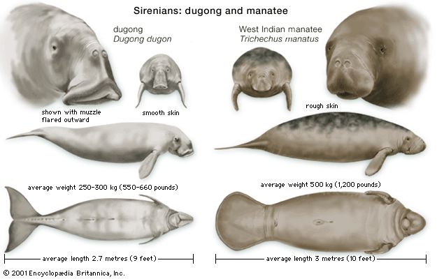 Deux espèces de sirène : dugong et lamantin (manatee)