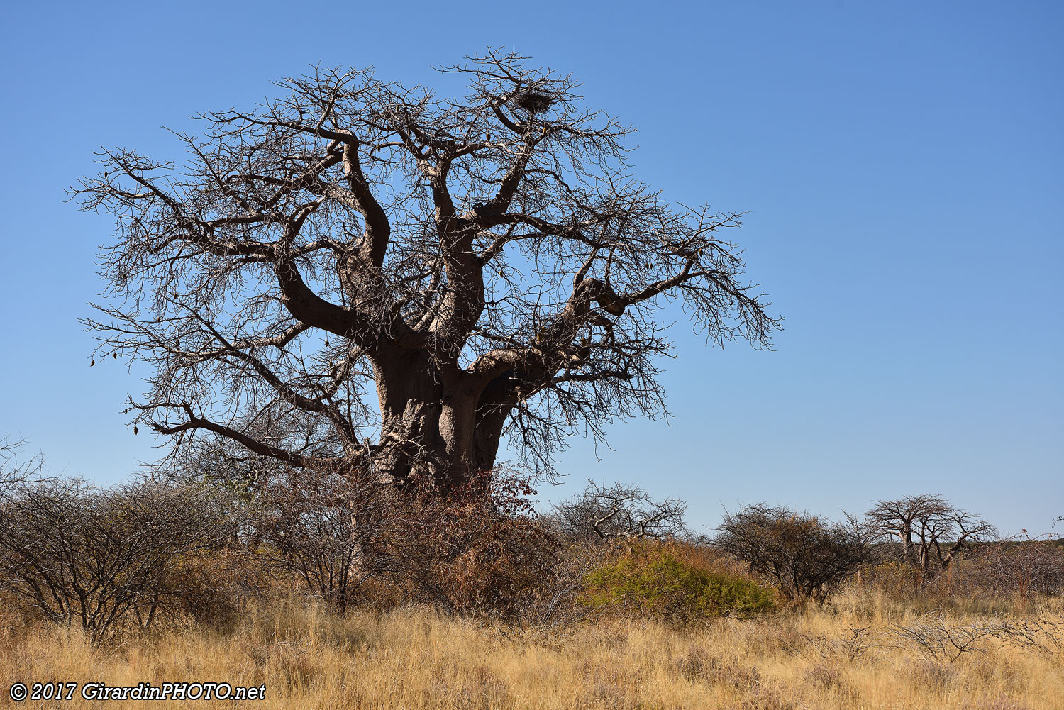 Sans ses feuilles, le baobab ressemble à un arbre planté à l'envers